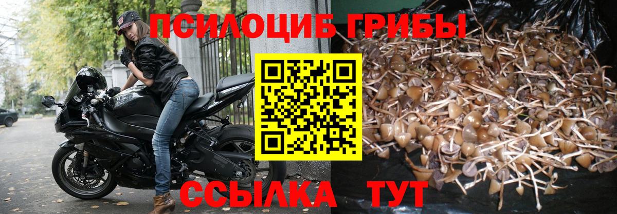 Псилоцибиновые грибы Psilocybine cubensis Людиново